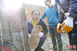 屠宰场杀狗视频,触目惊心的生命终结