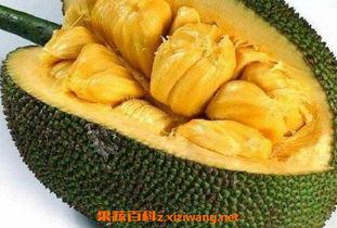 菠萝蜜怎么剥视频教程,视频教程详解