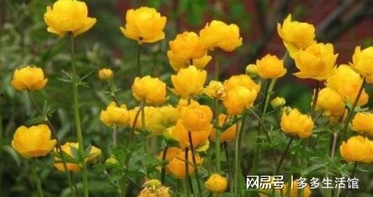 金莲花怎么叠视频,视频教学，轻松学会传统手工艺