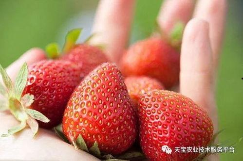 草莓视频一,揭秘短视频时代的魅力与挑战