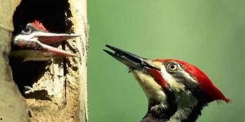 折啄木鸟的视频教程,跟随视频教程，轻松掌握鸟类折纸技巧