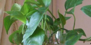 招财树怎么繁殖视频,视频教程详解